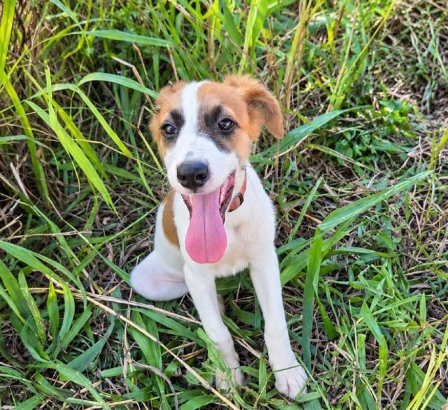 FIDJY - Chien à adopter