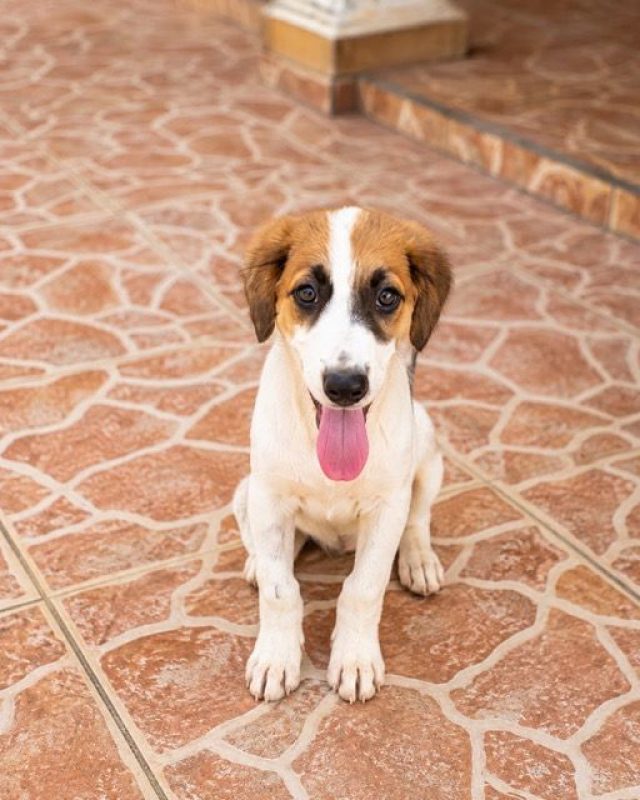 FIDJY - Chien à adopter