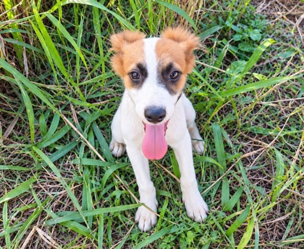 FIDJY - Chien à adopter - photo 6