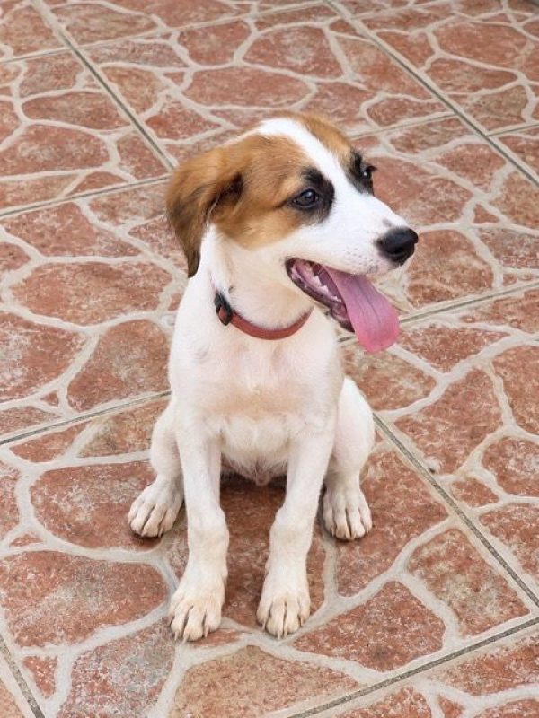 FIDJY - Chien à adopter - photo 4