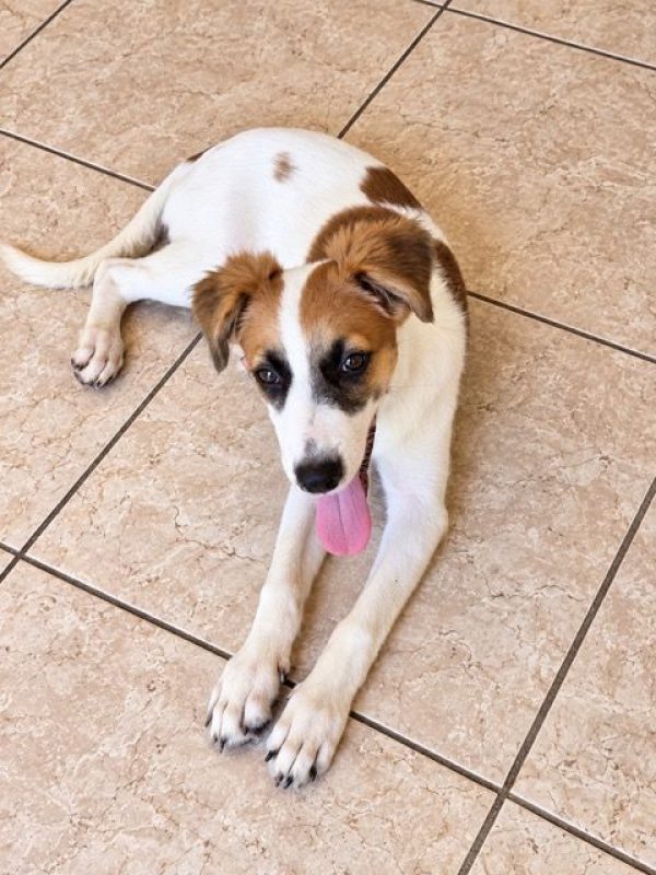 FIDJY - Chien à adopter - photo 5
