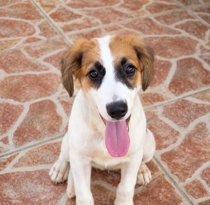 FIDJY - Chien à adopter - photo 2