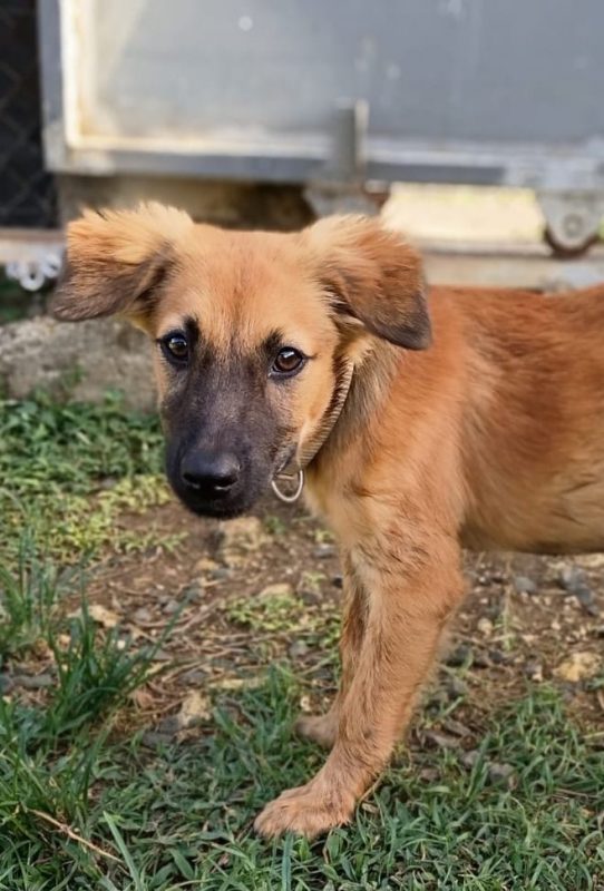 KAYLO - Chien à adopter