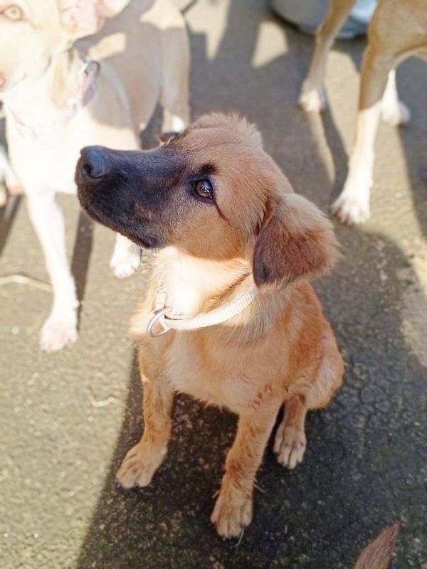 KAYLO - Chien à adopter - photo 3
