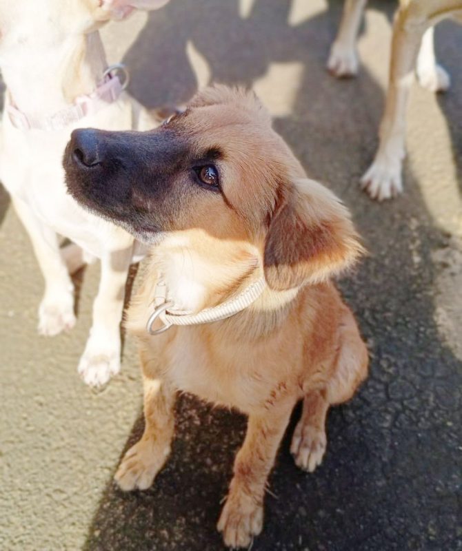 KAYLO - Chien à adopter - photo 2