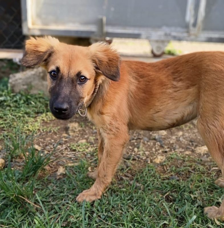 KAYLO - Chien à adopter - photo 4