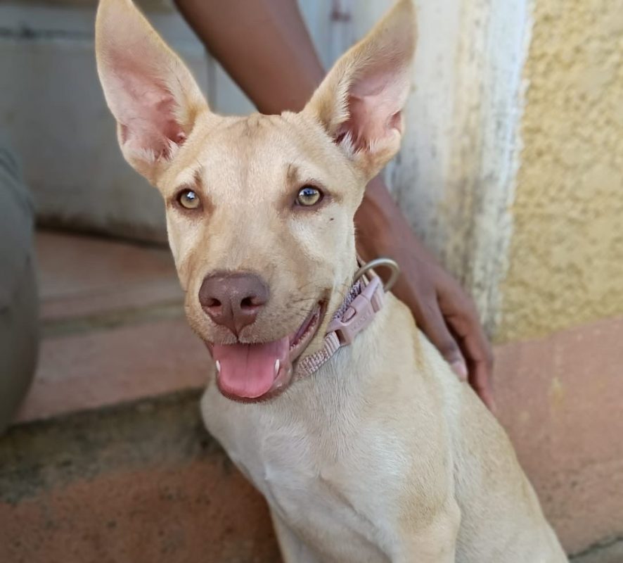 KIRAÏ - Chien à adopter