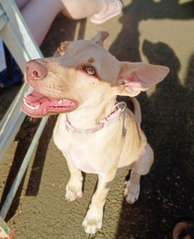 KIRAÏ - Chien à adopter - photo 2