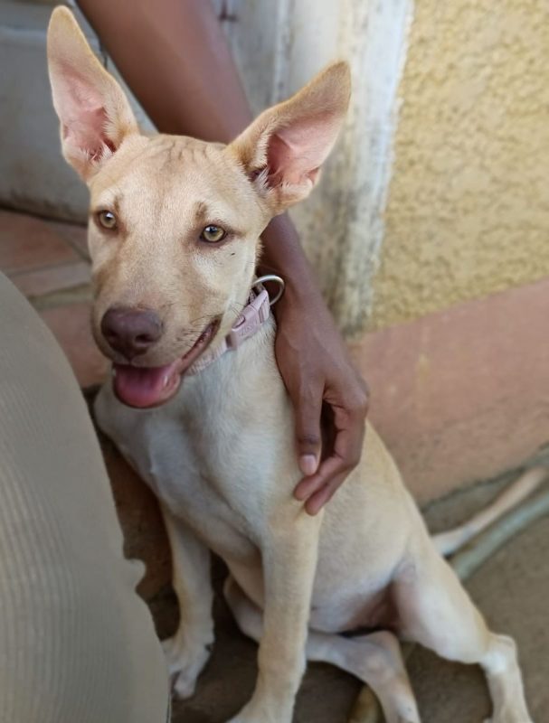 KIRAÏ - Chien à adopter - photo 5