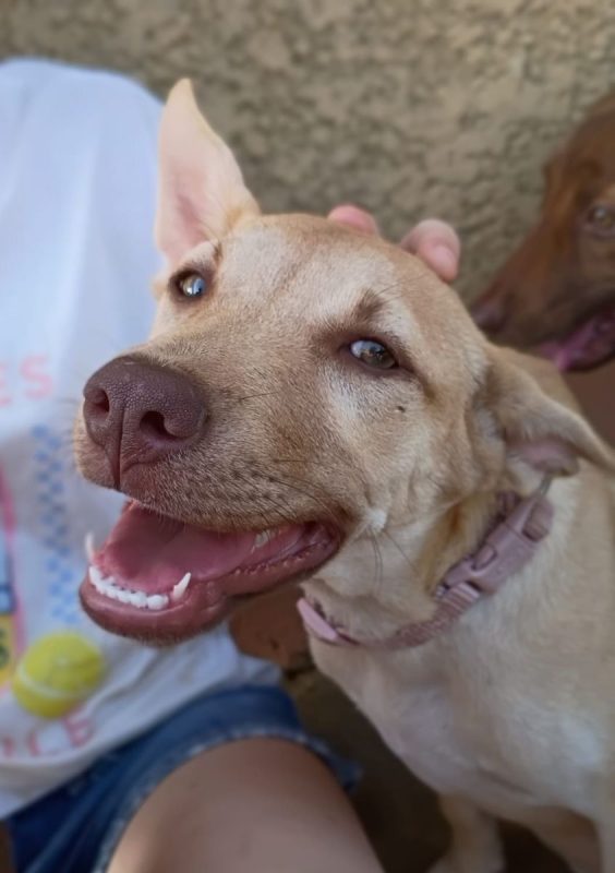 KIRAÏ - Chien à adopter - photo 6