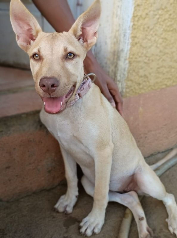 KIRAÏ - Chien à adopter - photo 4