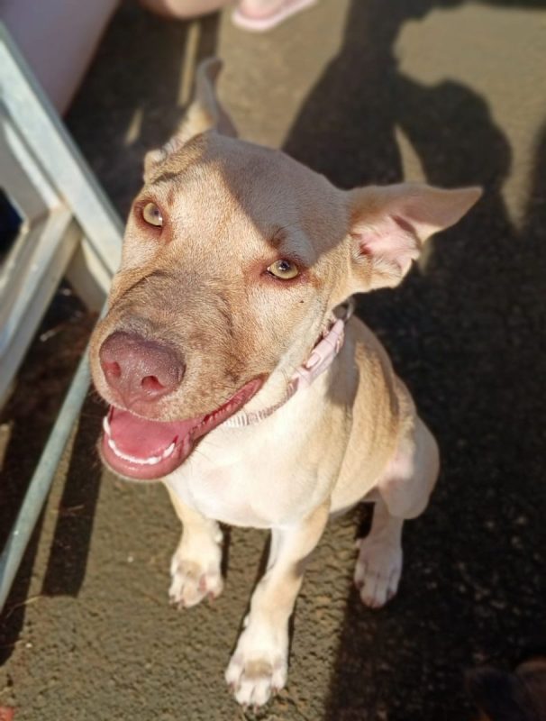 KIRAÏ - Chien à adopter - photo 3
