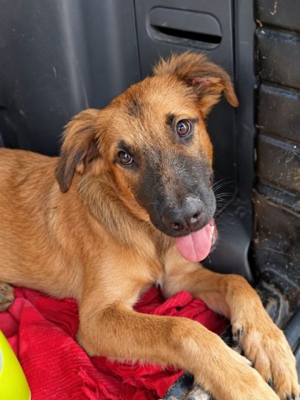 NOÉ - Chien à adopter - photo 2