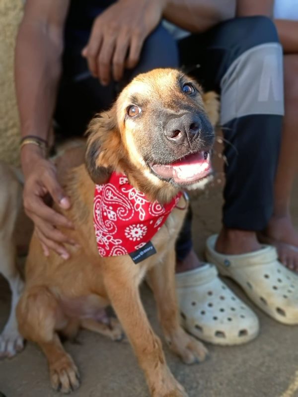 NOÉ - Chien à adopter