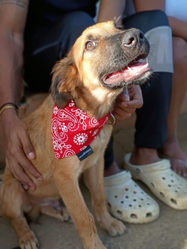 NOÉ - Chien à adopter - photo 4