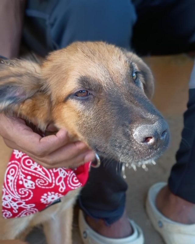 NOÉ - Chien à adopter - photo 3