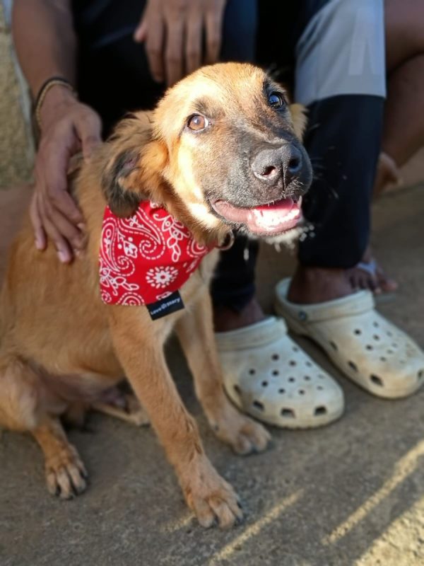 NOÉ - Chien à adopter - photo 5