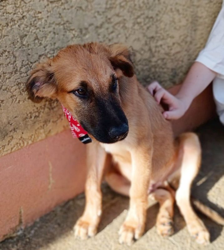 NOÉ - Chien à adopter - photo 2