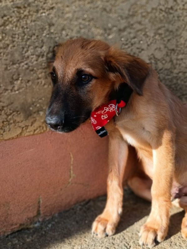 NOÉ - Chien à adopter - photo 6