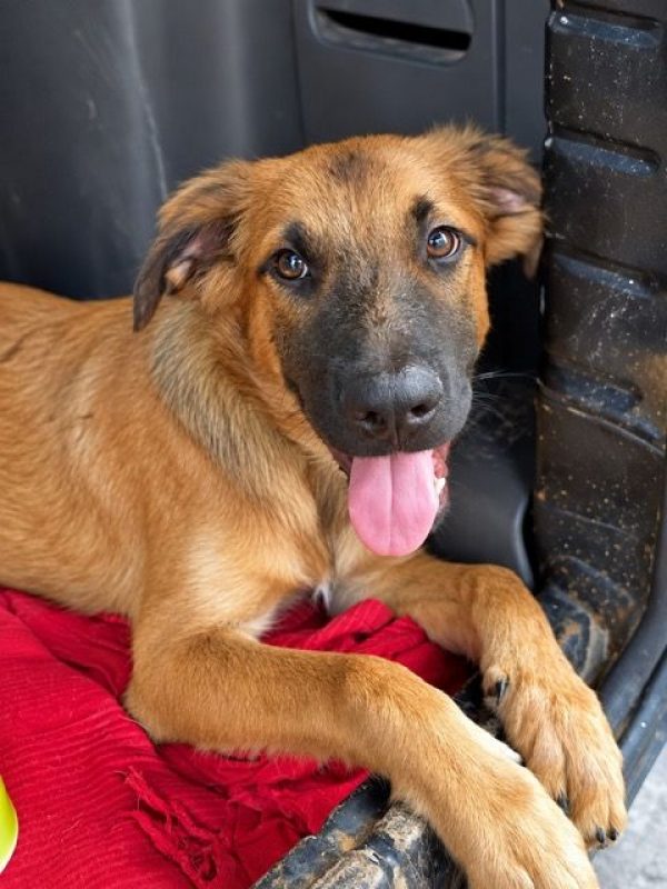 NOÉ - Chien à adopter