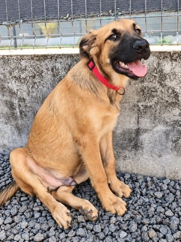NOÉ - Chien à adopter - photo 3
