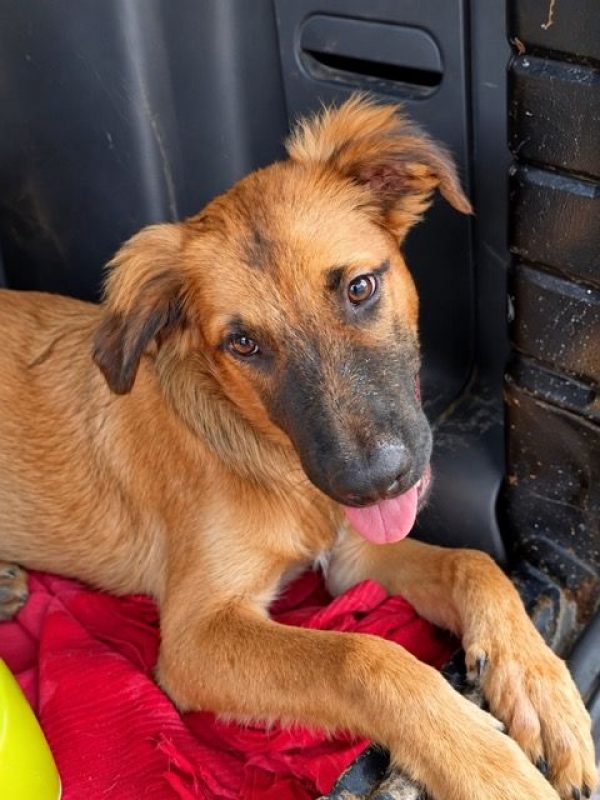NOÉ - Chien à adopter - photo 4