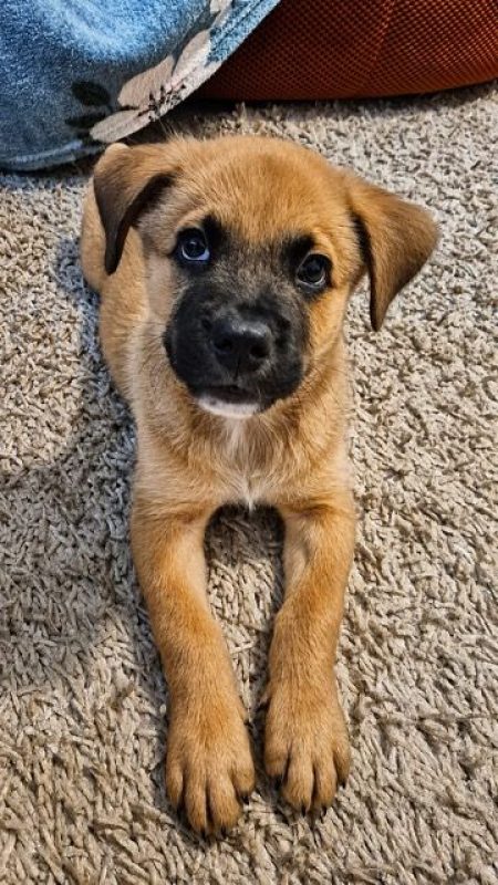 TEDDY - Chien Berger Belge Malinois à adopter - photo 2