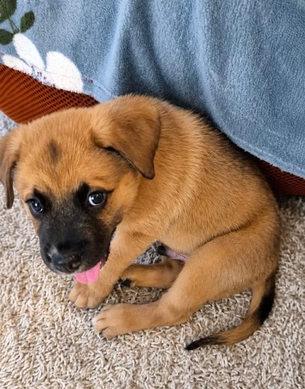 TEDDY - Chien Berger Belge Malinois à adopter - photo 8