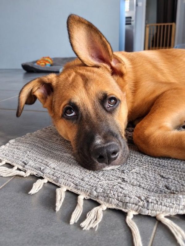 TEDDY - Chien Berger Belge Malinois à adopter - photo 6