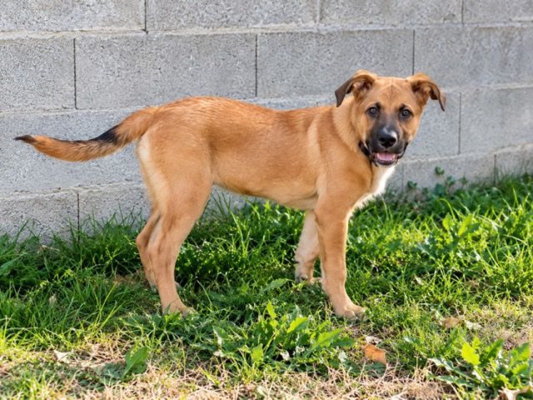 TEDDY - Chien Berger Belge Malinois à adopter - photo 2