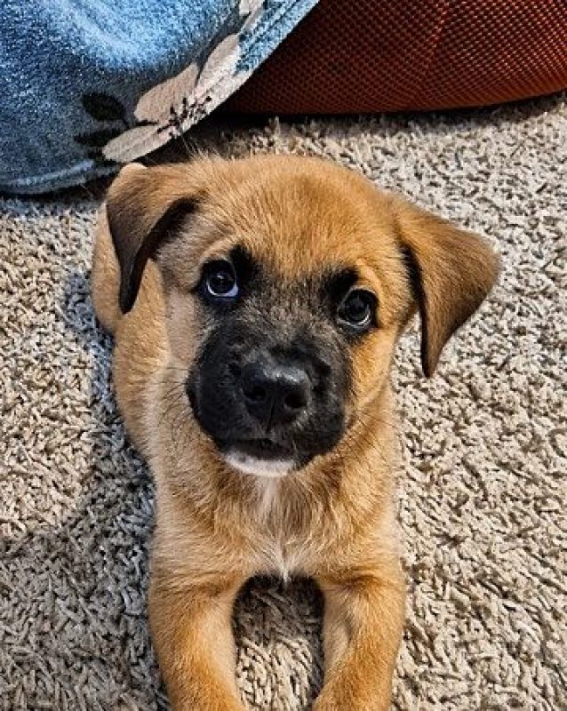 TEDDY - Chien Berger Belge Malinois à adopter - photo 7