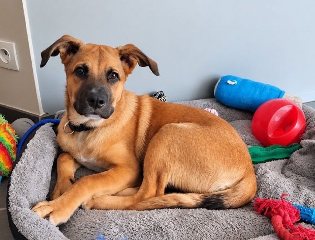 TEDDY - Chien Berger Belge Malinois à adopter