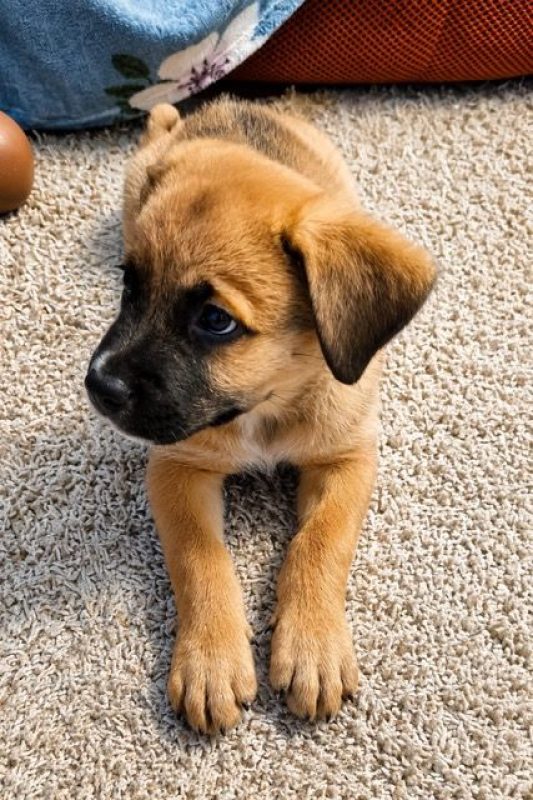 TEDDY - Chien Berger Belge Malinois à adopter - photo 3