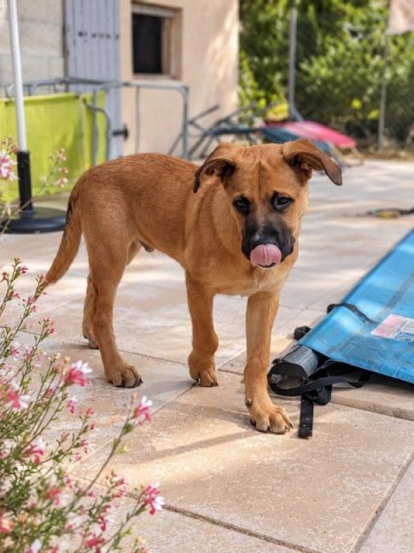 TEDDY - Chien Berger Belge Malinois à adopter - photo 5