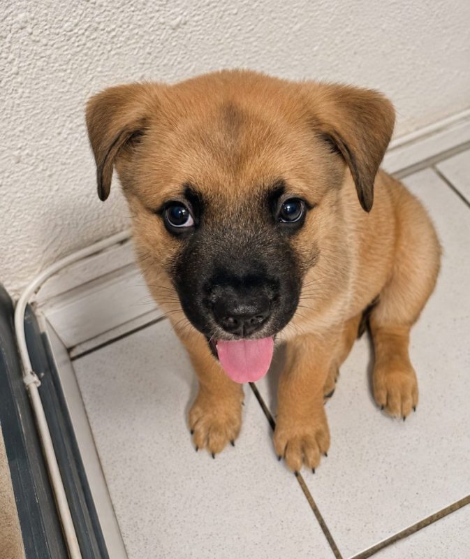 TEDDY - Chien Berger Belge Malinois à adopter - photo 5