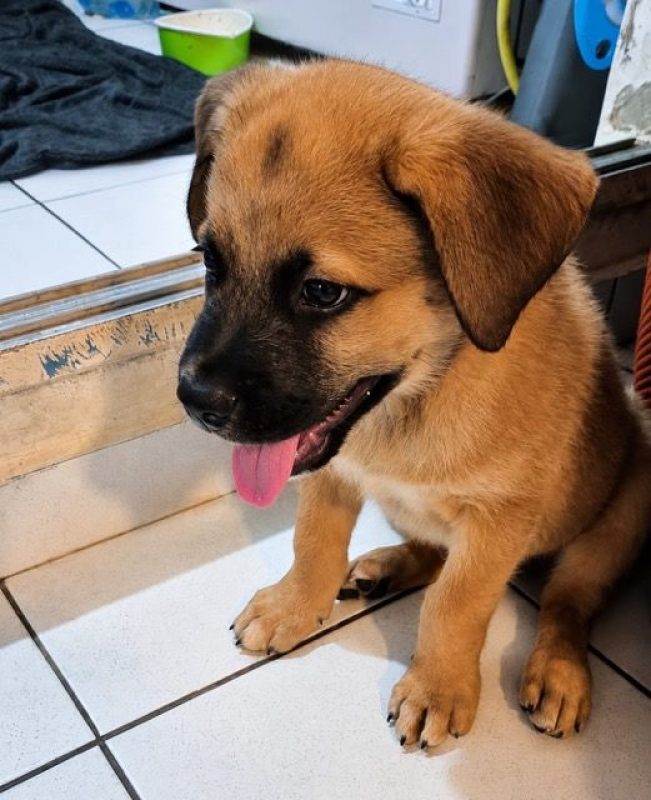 TEDDY - Chien Berger Belge Malinois à adopter - photo 6