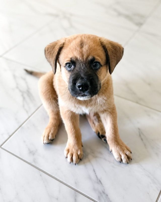 TEDDY - Chien Berger Belge Malinois à adopter
