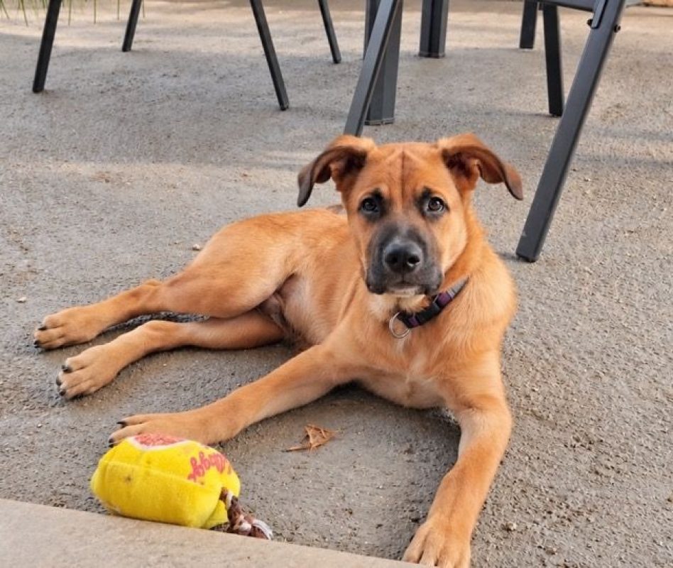 TEDDY - Chien Berger Belge Malinois à adopter - photo 3