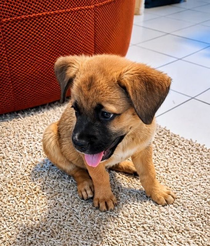 TEDDY - Chien Berger Belge Malinois à adopter - photo 4
