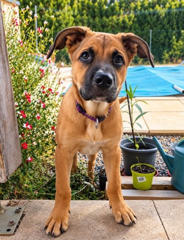 TEDDY - Chien Berger Belge Malinois à adopter - photo 4