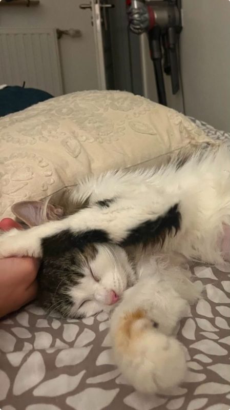 Bulle - Chat Européen à adopter - photo 3