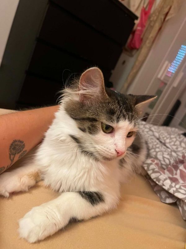 Bulle - Chat Européen à adopter