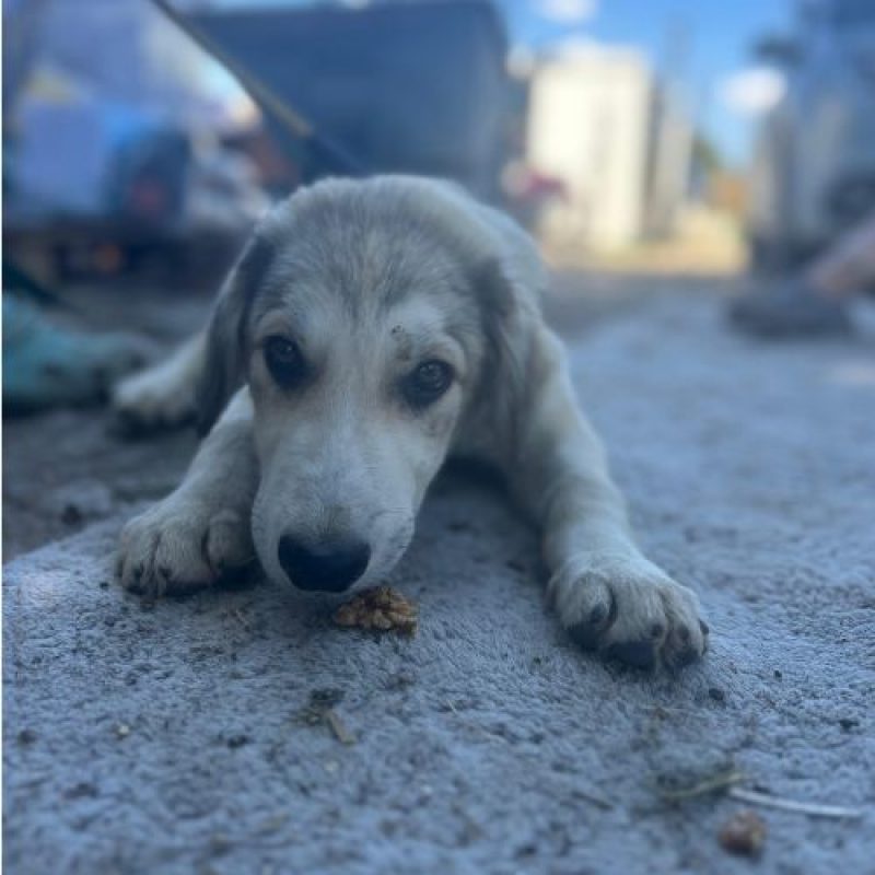 LAOS - Chien à adopter - photo 6