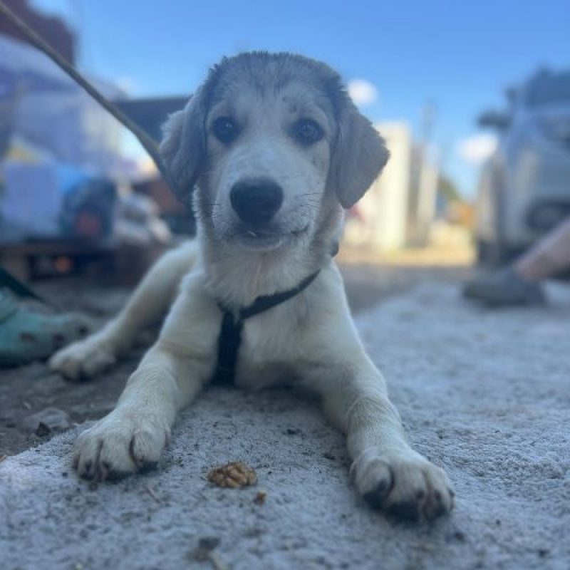LAOS - Chien à adopter - photo 2