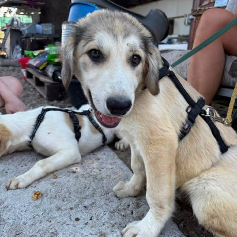 LAOS - Chien à adopter - photo 5