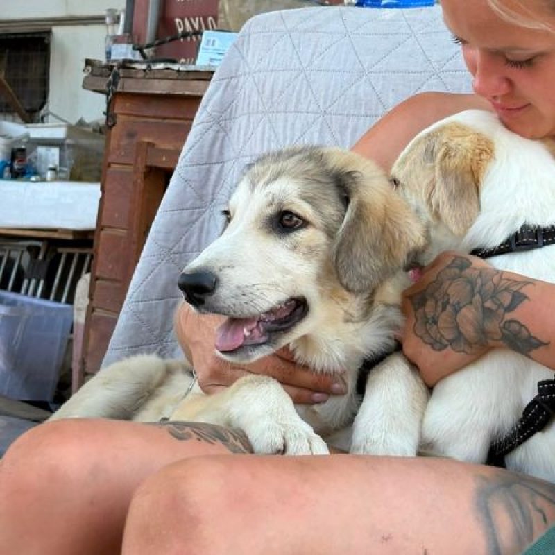 LAOS - Chien à adopter - photo 3