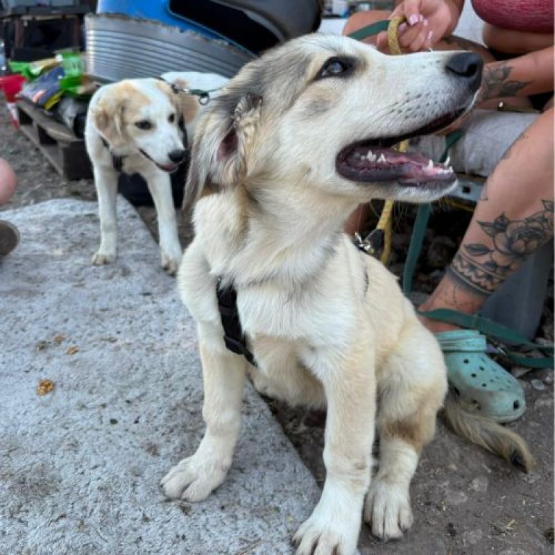 LAOS - Chien à adopter - photo 4