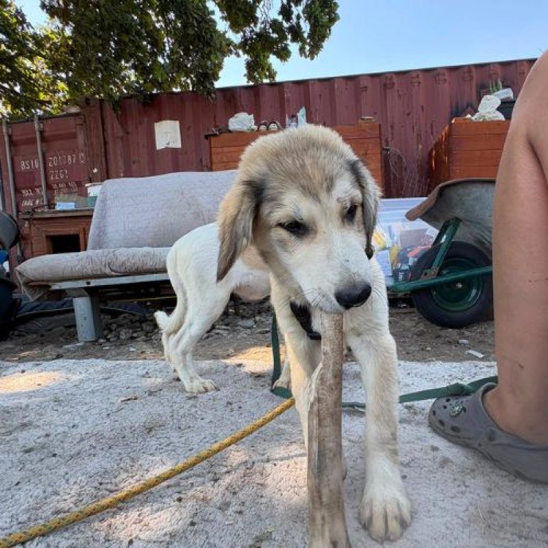 LAOS - Chien à adopter - photo 8
