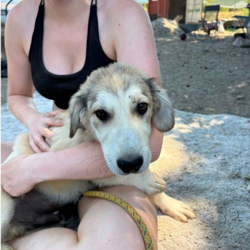 LAOS - Chien à adopter - photo 10