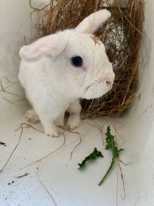 MOCHI - Rongeur Lapin à adopter